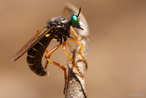 Saropogon luctuosus