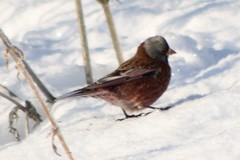 Leucosticte tephrocotis littoralis