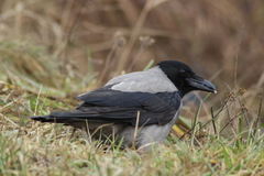 Corvus cornix