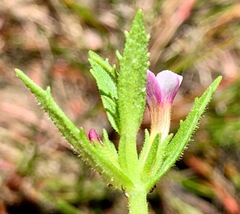 Gratiola pumilo