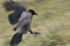 Corvus cornix