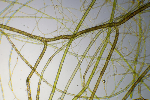 Cladophora vadorum