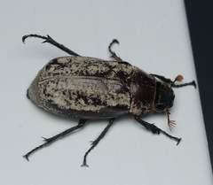 Dermolepida albohirtum