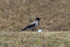 Corvus cornix