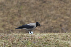 Corvus cornix