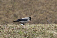 Corvus cornix