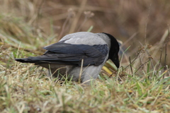 Corvus cornix