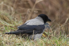 Corvus cornix