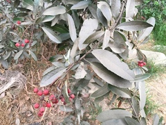 Heteromeles arbutifolia