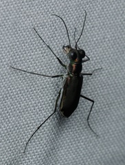 Myriochila semicincta