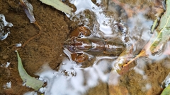 Cherax depressus