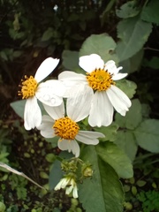 Bidens alba