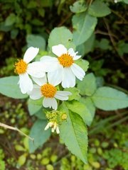 Bidens alba