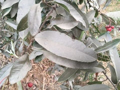 Heteromeles arbutifolia