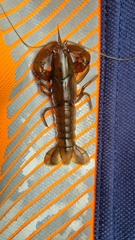Cherax depressus