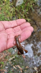 Cherax depressus