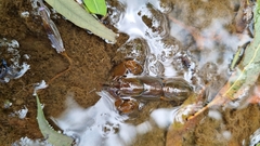 Cherax depressus