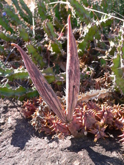 Huernia hystrix