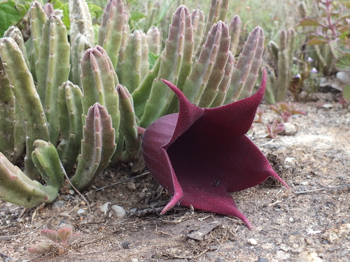 Gonostemon leendertziae (N.E.Br.) P.V.Heath 4