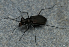 Myriochila semicincta