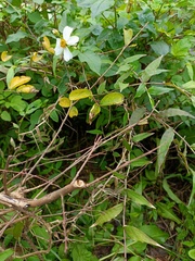Bidens alba