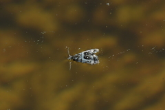 Asterivora inspoliata