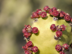 Euphorbia neriifolia