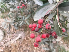 Heteromeles arbutifolia