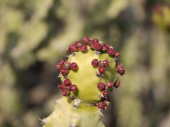 Euphorbia neriifolia