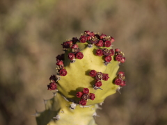 Euphorbia neriifolia