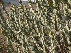 Euphorbia neriifolia