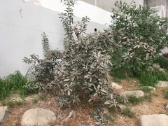 Heteromeles arbutifolia