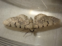 Eupithecia venosata