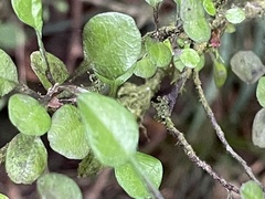 Corokia cotoneaster