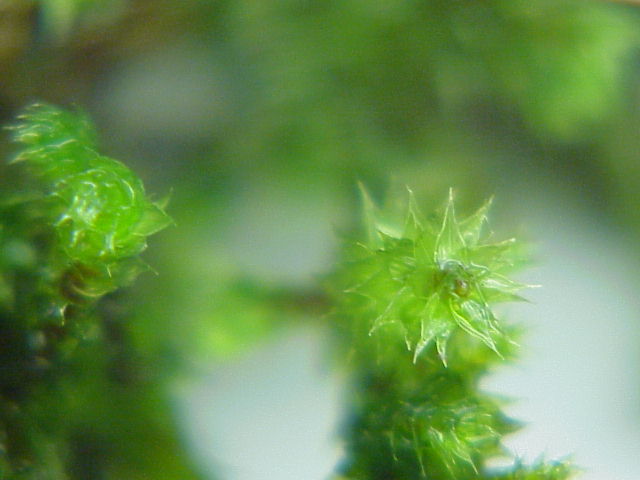 Loeskeobryum