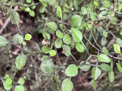 Corokia cotoneaster