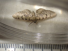 Eupithecia venosata