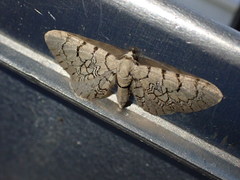 Eupithecia venosata