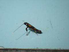 Euspilapteryx auroguttella