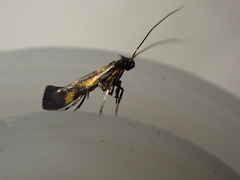 Euspilapteryx auroguttella