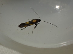 Euspilapteryx auroguttella