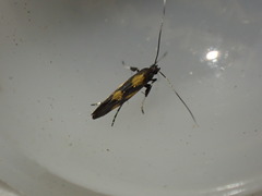 Euspilapteryx auroguttella