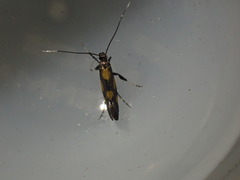 Euspilapteryx auroguttella