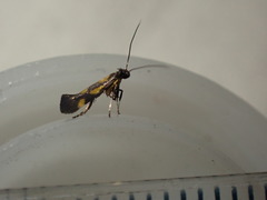 Euspilapteryx auroguttella