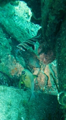 Pempheris multiradiata