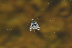 Asterivora inspoliata