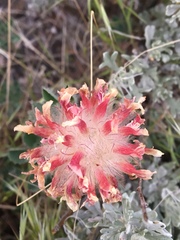 Trifolium macrocephalum