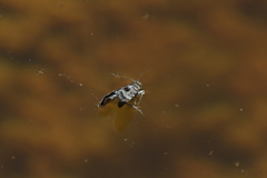 Asterivora inspoliata