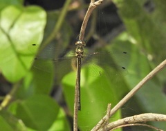 Micromidia atrifrons