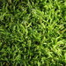 Hair Silk Moss - Photo (c) 2013 Scot Loring, some rights reserved (CC BY-NC)